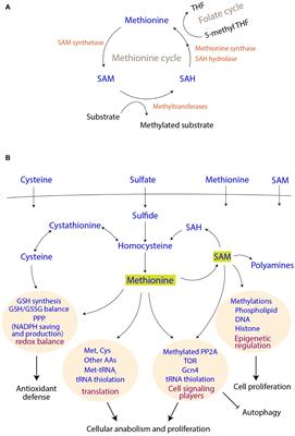 Methionine at the Heart of Anabolism and Signaling: Perspectives From Budding Yeast